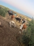Продавам стадо месодайни крави , снимка 14