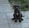  Мъжко Кане Корсо, снимка 2