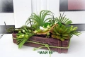 Сукуленти и тиландсия в дървено сандъче, снимка 3