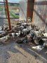 Ферма за пауни с.Сусам продава 20 разновидности пауни на различна възраст, снимка 13