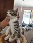 Подарявам малки котенца, снимка 7
