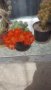 Кактуси, снимка 1 - Градински цветя и растения - 21592058