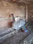 Зайци Великан и Чинчила, снимка 1