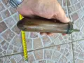 Европейска барутница - 21, снимка 5