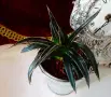 Агаве Victoriae-Reginae,метална саксия 9 см. , снимка 2