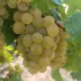 Продавам отлично винено грозде Мускат Отонел – от стари лозя (район Силистра)собствени лозя , снимка 1
