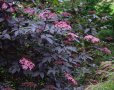 Черен бъз (Черна красавица) , снимка 1 - Градински цветя и растения - 40797152