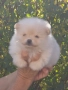 Померан, снимка 2