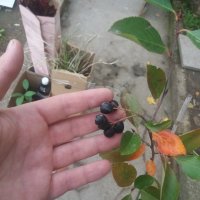 Арония- Aronia melanocarpa Aronija Aронија, род Sorbus, подрод Aronia на семейство Розоцветни (Rosac, снимка 4 - Градински цветя и растения - 27548381