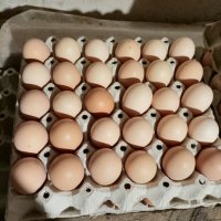 Оплодени яйца от кокошки, кокоши яйца, яйца за Великден , снимка 1 - Кокошки и пуйки - 39729746