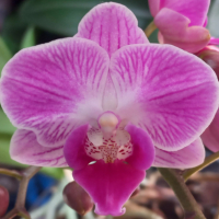 Орхидея фаленопсис мултифлора, снимка 1 - Стайни растения - 44762285