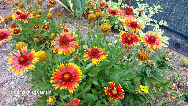 продавам големи разстения Гайлардия , снимка 1