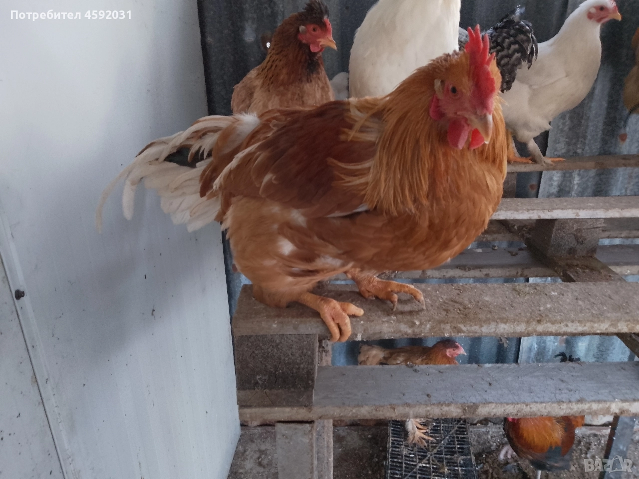 Петлета, снимка 1