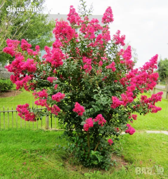 Индийски люляк Рубра, Lagerstroemia indica ‘Rubra’, снимка 1