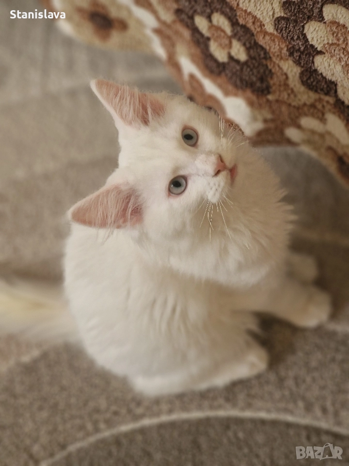 котенца Мейн Куун, снимка 1