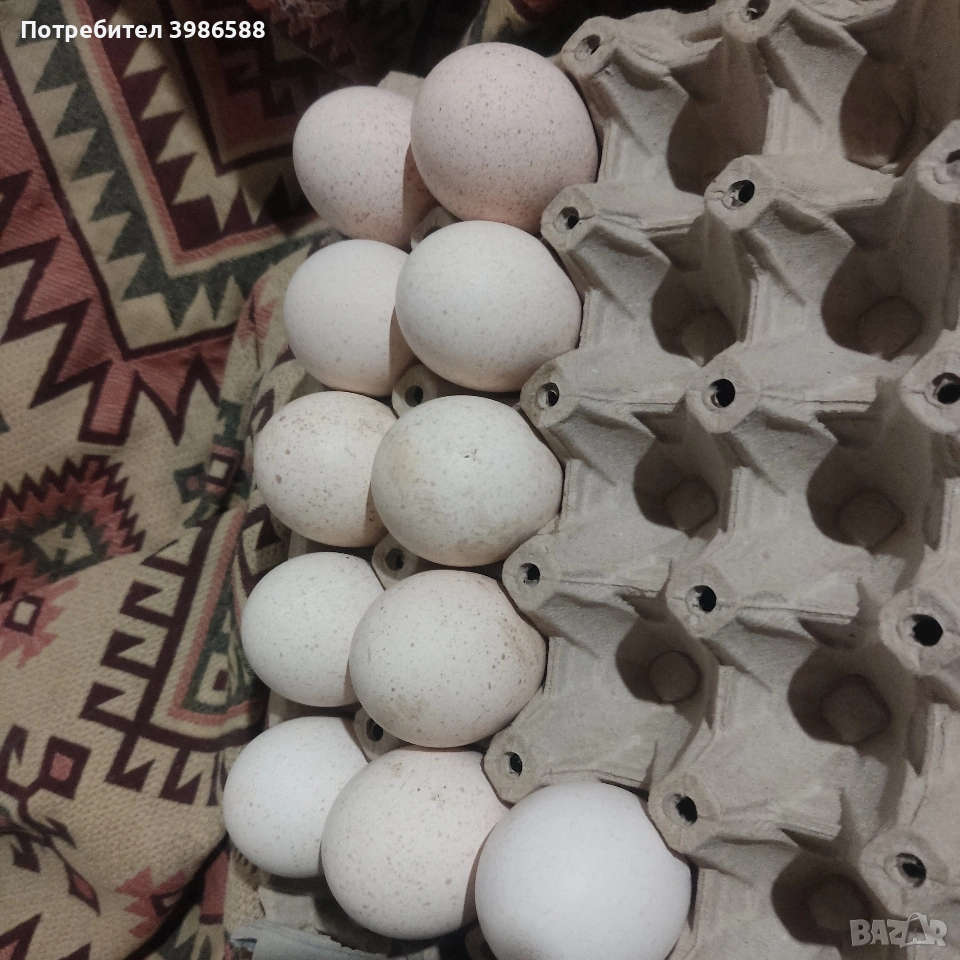 Яйца за люпене от Пуйки и Кокошки, снимка 1