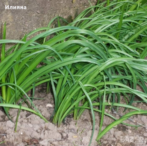 Самардала,Коприва,Лапад,Глог,Шипка,Песто от Коприва,Манголд,Розмарин, снимка 1