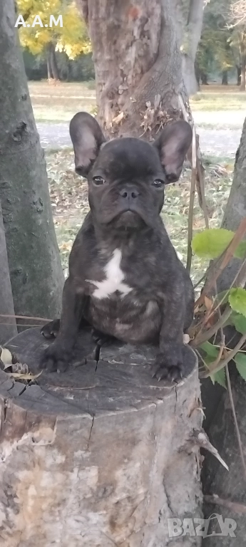 Френски булдочета 111 дни, снимка 1