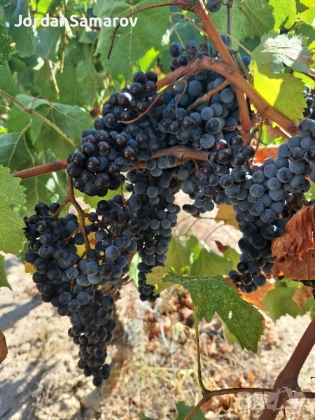 Продавам грозде Мерло, Мавруд, Ркацители - Реколта 2025, снимка 1
