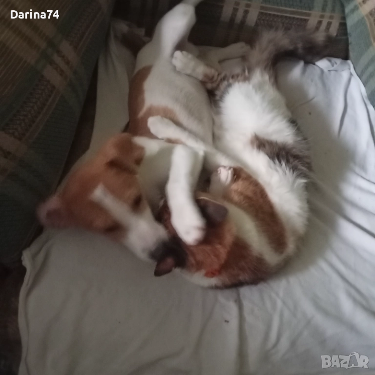 Продавам Джак Ръсел териер , снимка 1