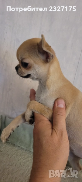 Женско късокосместо чихуахуа , снимка 1