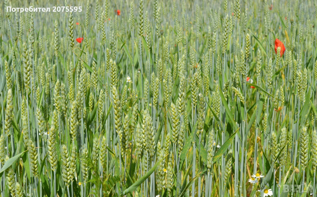 Земеделска земя село Горно Александрово, снимка 1