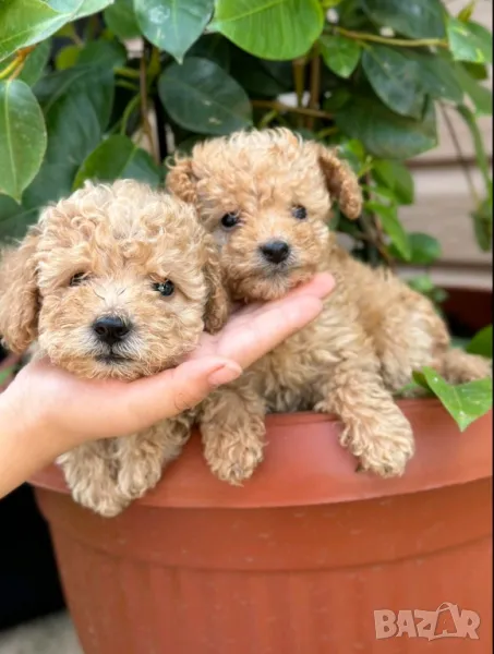 Пудел той , снимка 1