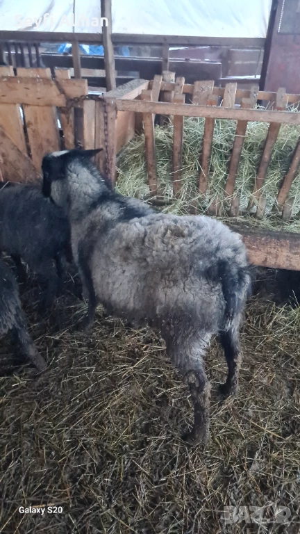 РОМАНОВСКА , снимка 1