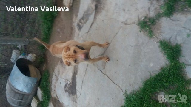 Шар пей: Продава кучета порода Шар пей - обяви на ТОП цени — Bazar.bg
