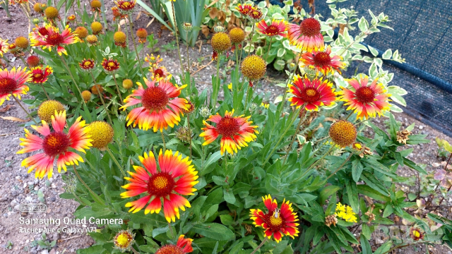 продавам големи разстения Гайлардия 