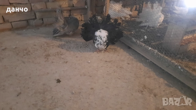 Продавам фенерлии , снимка 4 - Гълъби - 52935098