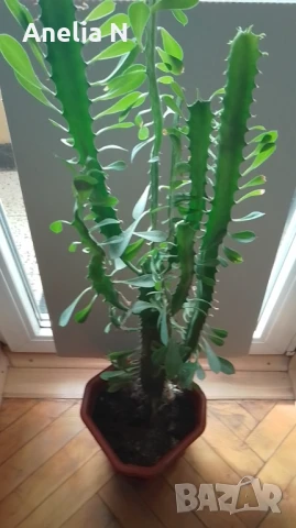 Калатея, снимка 5 - Стайни растения - 48080001