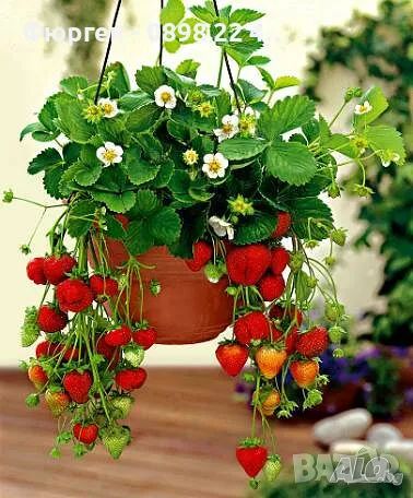   Ягода Малга , Морано и Клери Налични 3 сорта, снимка 2 - Разсади - 48005533