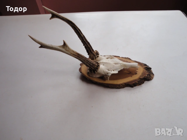 Ловен трофей рога 17, снимка 2 - Ножове - 54087414