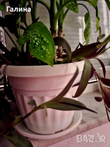 Дифенбахия + Пурпорно сърце, снимка 13 - Стайни растения - 51187234