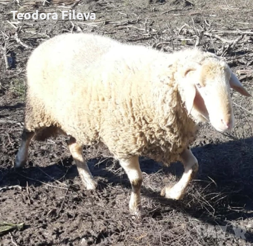 Продавам коч, снимка 2 - Овце - 53257900