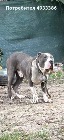 American Bully XL/Американско Були ХЛ, снимка 2 - Питбул - 56415334
