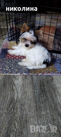 Продавам Йоркширски териер , снимка 7 - Йоркширски териер - 53016088