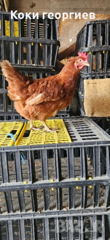 продавам кокошки носачки ломан Браун за яйца 