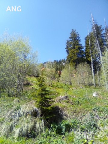 Продава парцел в к.к. Пампорово , снимка 16 - Парцели - 34851745