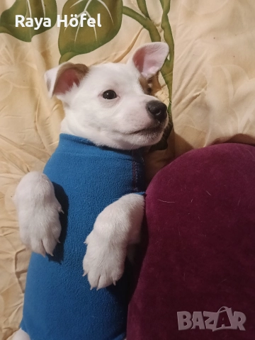 Джак Ръсел , снимка 2 - Джак ръсел териер - 52925692