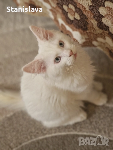 котенца Мейн Куун