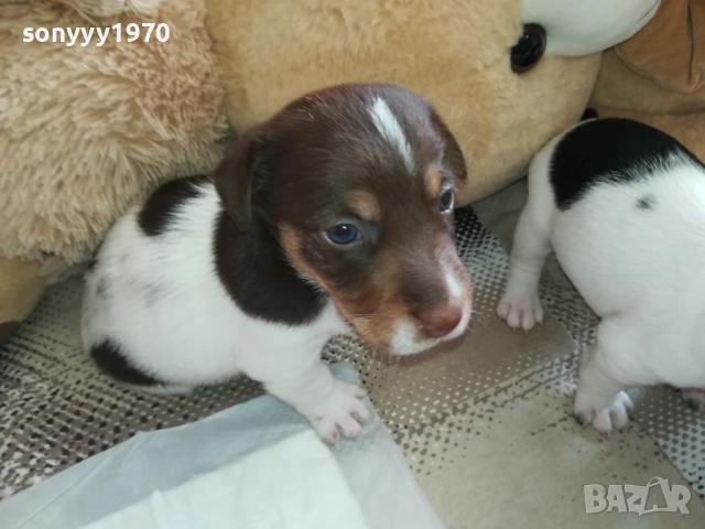 продаваме кученце джак ръсел 0709251739