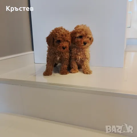 Мини Пуделчета*, снимка 4 - Пудели - 56359568