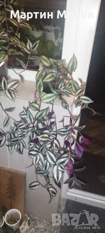 Tradescantia zebrina