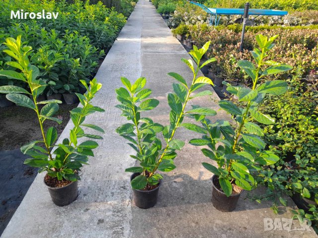 Лавровишна (Prunus laurocerasus), снимка 10 - Градински цветя и растения - 42163604