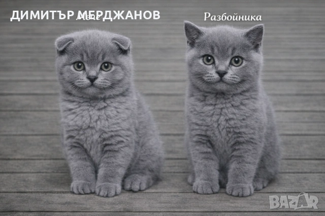 Малки сладкишчета търсят своето семейство