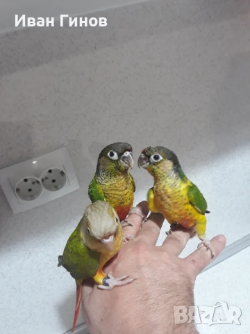 продавам папагали , снимка 1