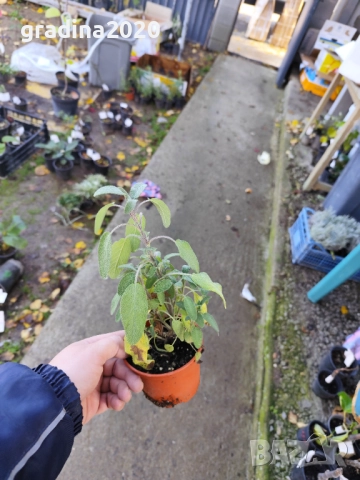 Салвия – растение с аромат и лечебна сила, снимка 6 - Разсади - 52507572