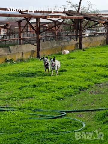 Продавам Кеталдог, снимка 13 - Други - 52574446